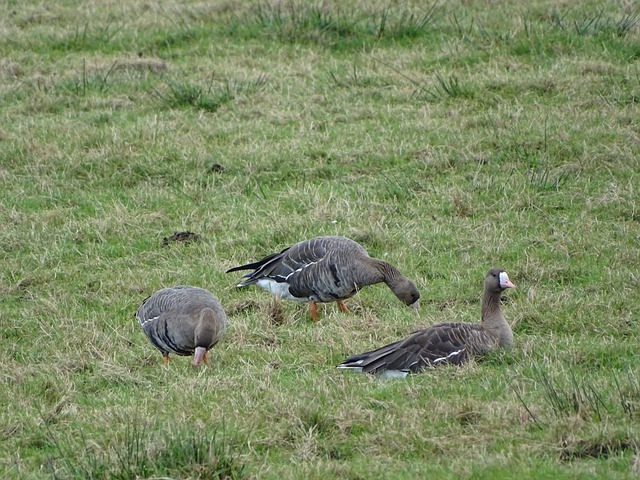 战略布局与 战略布局与